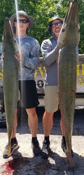 Alligator Gar Fishing in Livingston, Texas