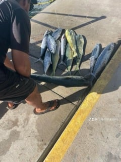 Mahi Mahi Fishing in Miami, Florida