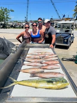 Mahi Mahi, Mangrove Snapper Fishing in Marathon, Florida