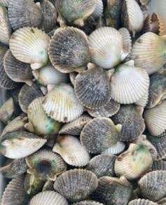 Scallop fishing in Clearwater, Florida