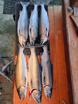 Fishing in Montesano, Washington