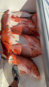 Fishing in Sarasota, Florida