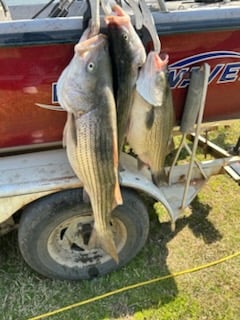 Fishing in Rogers, Arkansas