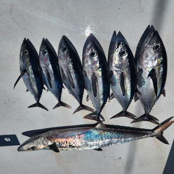 Fishing in Pompano Beach, Florida