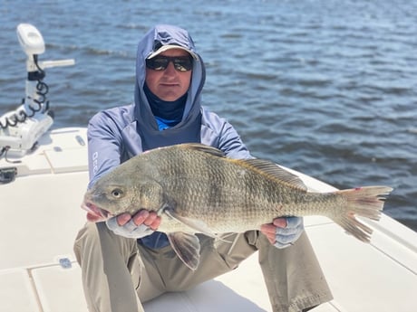 Black Drum fishing in Jacksonville Beach, Florida