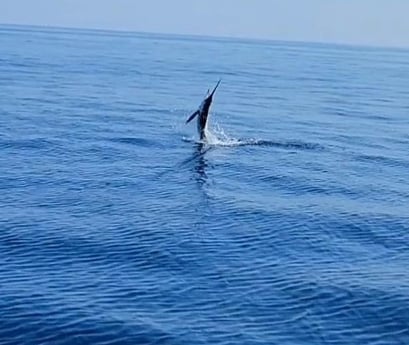 White Marlin Fishing in Virginia Beach, Virginia