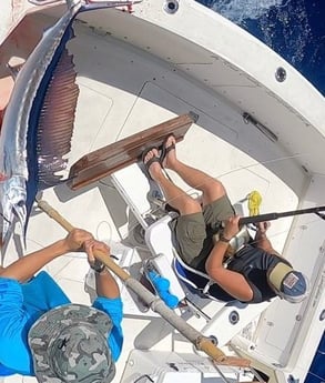Sailfish fishing in Kailua-Kona, Hawaii