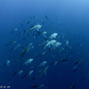 Horse-eye Jack Fishing in Cabo San Lucas, Baja California Sur