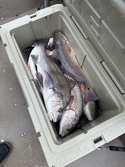 Black Drum, Redfish Fishing in Rockport, Texas