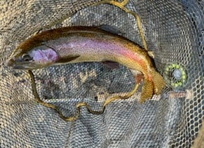 Rainbow Trout Fishing in Hume, California