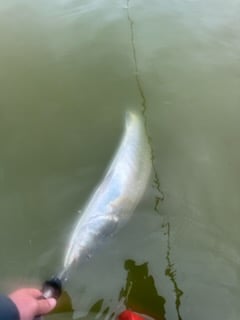 Fishing in Matagorda, Texas
