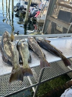 Gag Grouper Fishing in Crystal River, Florida