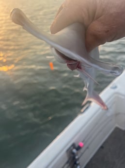 Hammerhead Shark fishing in Galveston, Texas