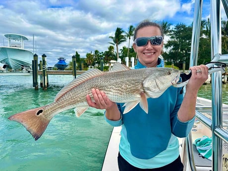Redfish Fishing in Sarasota, Florida