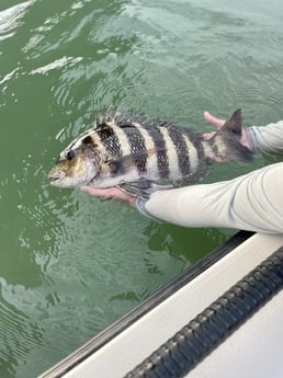 Sheepshead Fishing in Wrightsville Beach, North Carolina