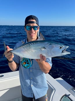 False Albacore Fishing in Jupiter, Florida