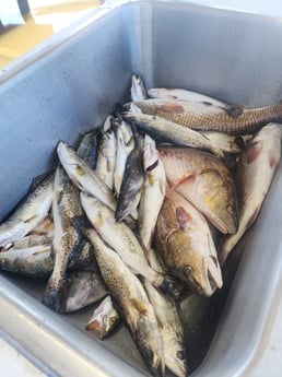 Fishing in Saint Bernard, Louisiana
