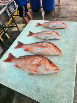 Red Snapper Fishing in Destin, Florida