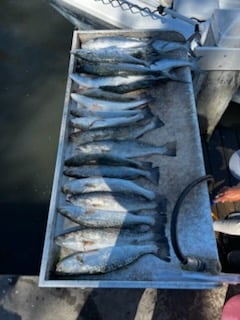 Fishing in Bradenton, Florida