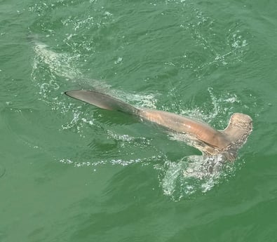 Fishing in Marco Island, Florida