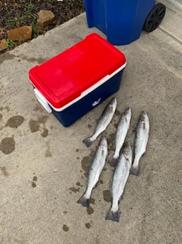 Speckled Trout / Spotted Seatrout Fishing in Texas City, Texas