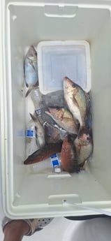 Fishing in Lakewood Ranch, Florida