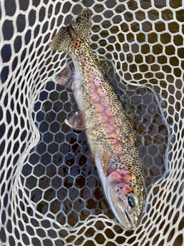 Fishing in Hume, California