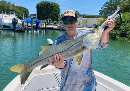 Snook Fishing in Sarasota, Florida