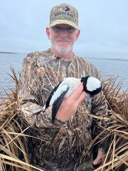 Bufflehead Fishing in Panama City, Florida