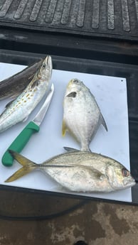 Fishing in Destin, Florida