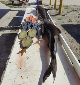 Black Seabass, Bonito, Cobia, Vermillion Snapper Fishing in Jacksonville, Florida