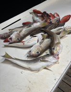 Fishing in Gulf Shores, Alabama