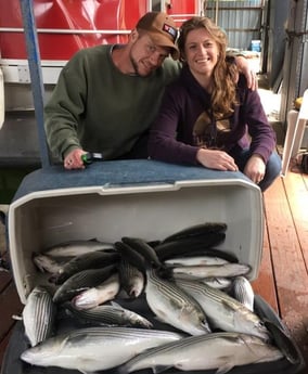 Hybrid Striped Bass, Striped Bass fishing in Pottsboro, Texas