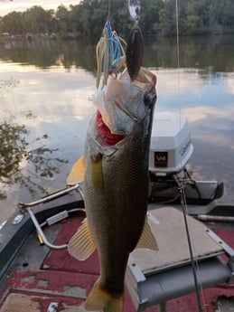 Largemouth Bass Fishing in Holmes Beach, Florida