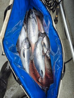 Fishing in Seattle, Washington