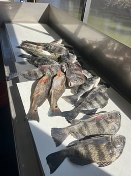 Fishing in Dauphin Island, Alabama