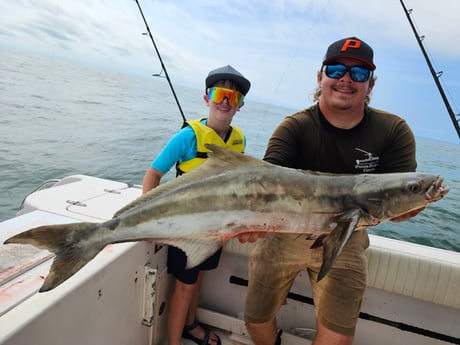 Cobia Fishing in Clearwater, Florida