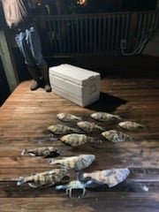 Black Drum, Sheepshead Fishing in Freeport, Texas