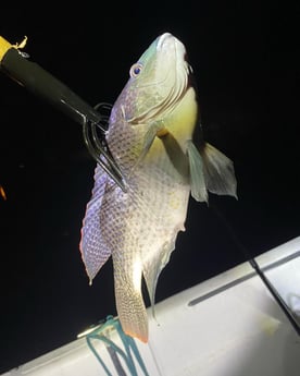 Fishing in Pembroke Pines, Florida