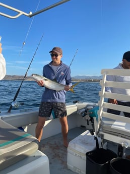 Yellowtail Amberjack fishing in Cabo San Lucas, Mexico