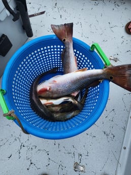 Fishing in Corpus Christi, Texas