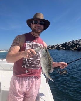 Mangrove Snapper Fishing in Panama City Beach, Florida