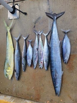 Kingfish, Mahi Mahi, Skipjack Tuna, Wahoo Fishing in Miami, Florida