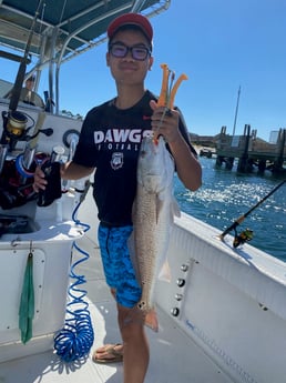 Redfish Fishing in Pensacola, Florida
