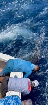 Blue Marlin fishing in San Juan, Puerto  Rico