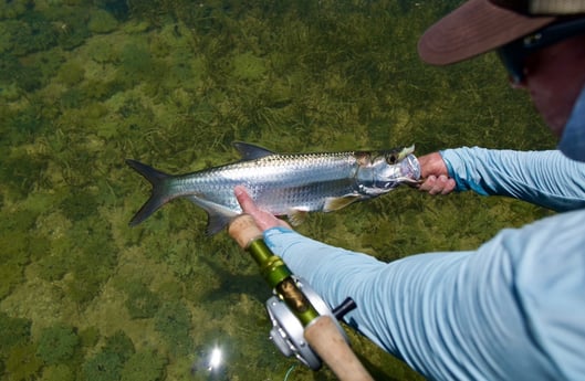 Tarpon Fishing in Islamorada, Florida