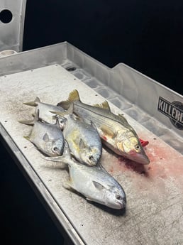 Fishing in Sebastian, Florida