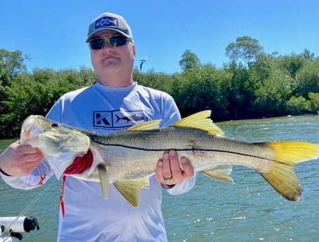 Snook fishing in Bokeelia, Florida