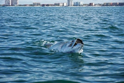 Tarpon Fishing in St. Petersburg, Florida