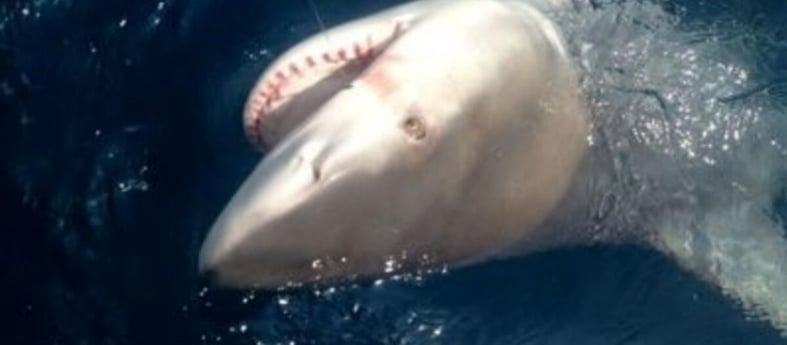 Blacktip Shark Fishing in Clearwater, Florida